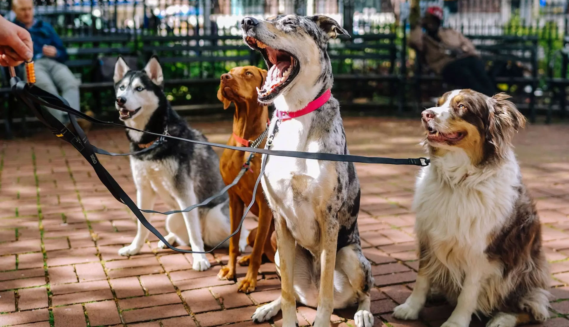 Dog Friendly Events Adelaide South Australia