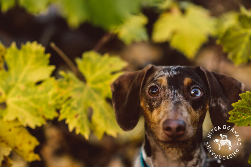 3 pet photography adelaide